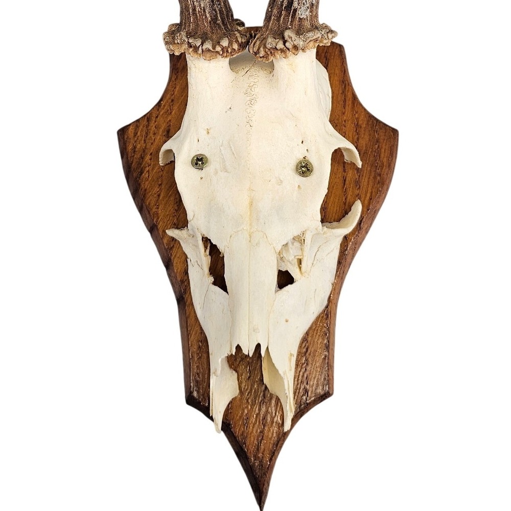 Roe Deer Antlers 12" 1969 Vintage Black Forest Taxidermy Plaque Mount Decor